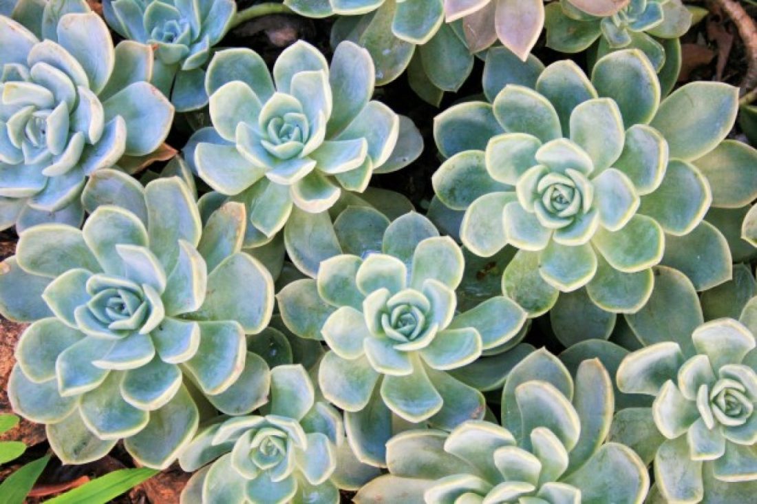 cropped-succulent-roses-echeveria.jpg